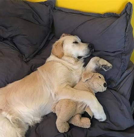 1 Ekim - 15 Ekim Arası Köpeğime Bakıcı Arıyorum